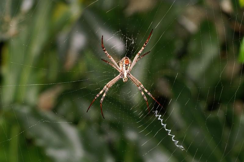 Argiope_ZZXYX_D5259_Z_88_Alexandra hills Brisbane_Australie.jpg